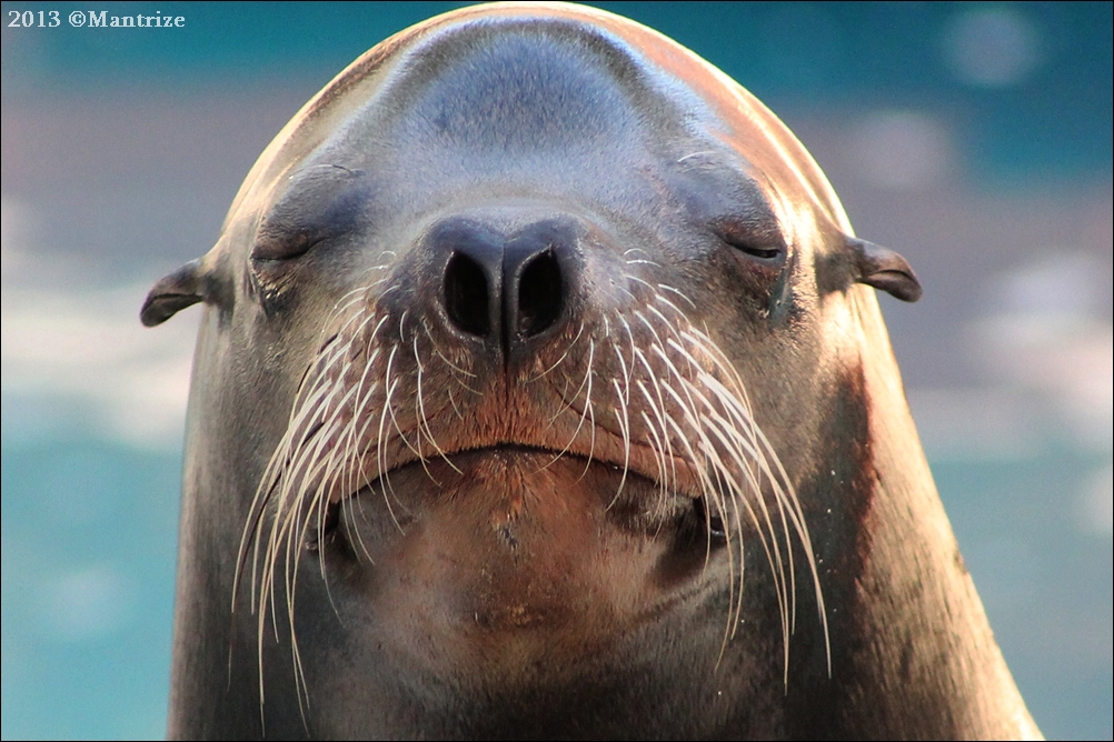 Sea lion