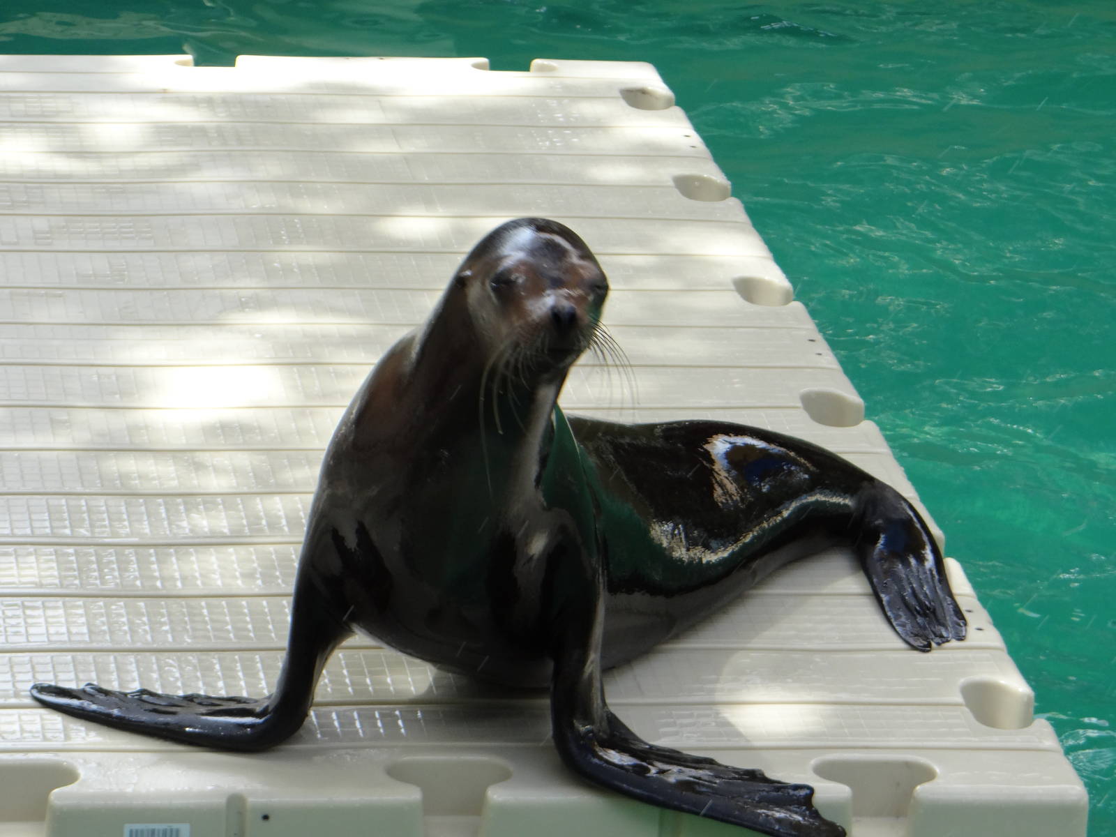 Sea lion