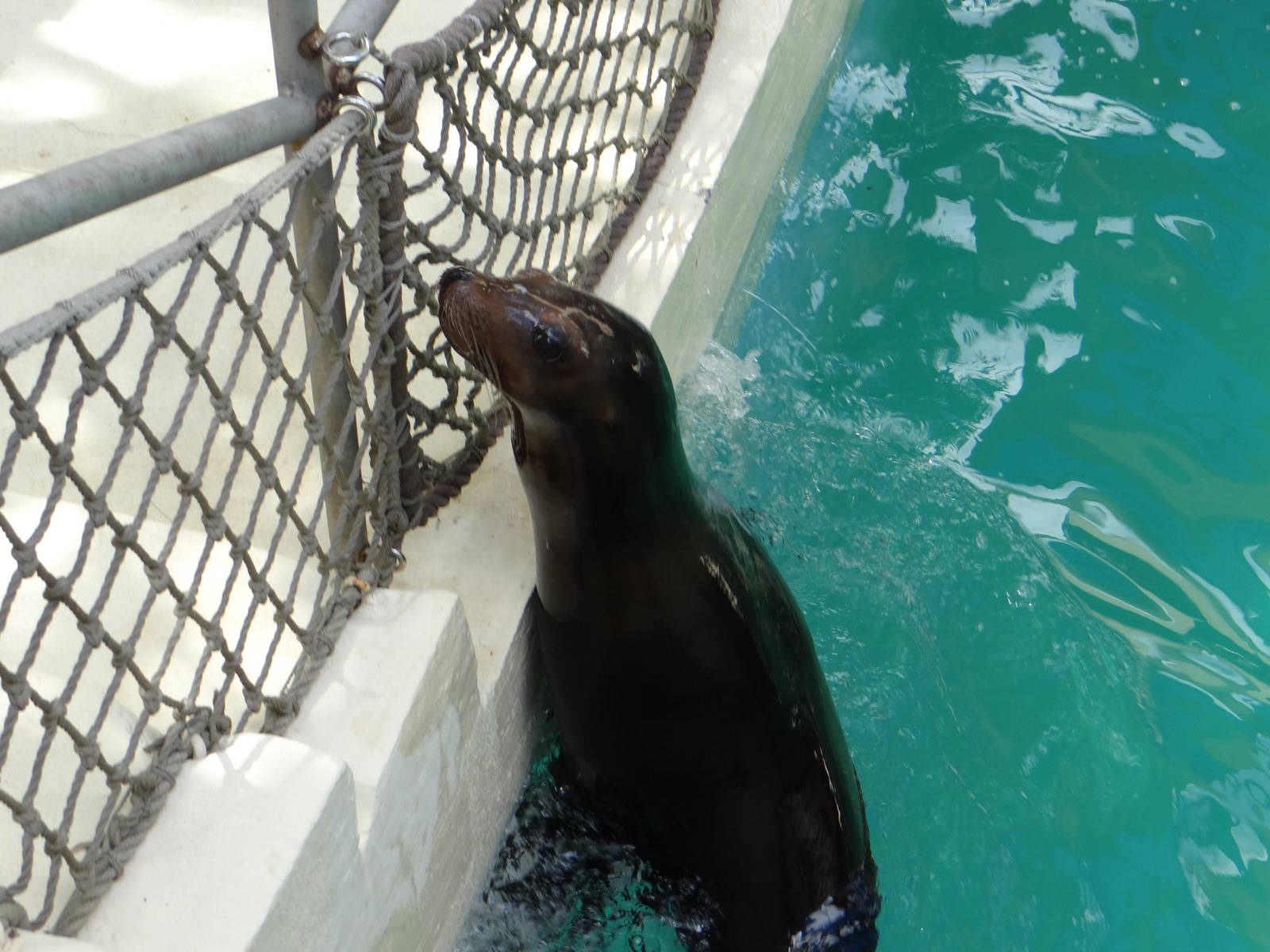 Sea lion
