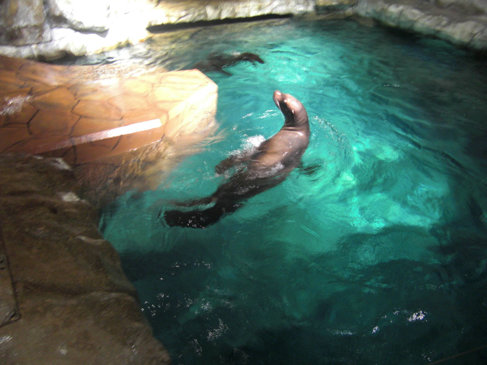 sea lion