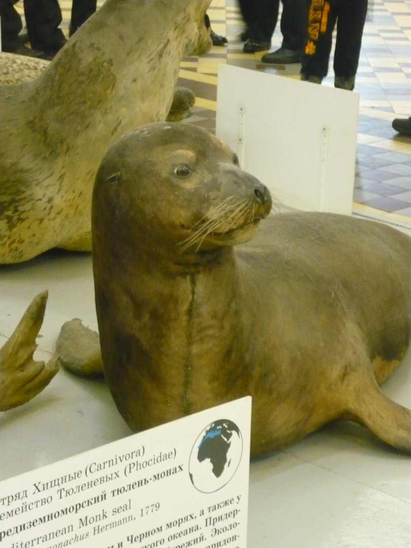 Sea lion