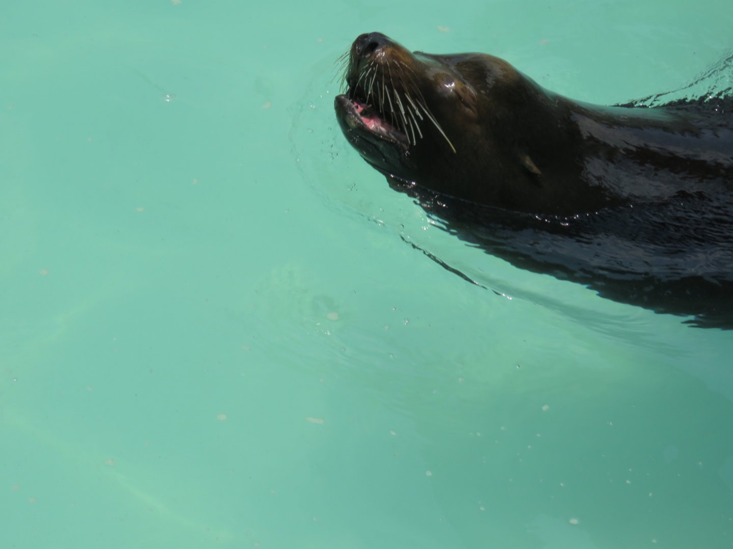 Sea lion