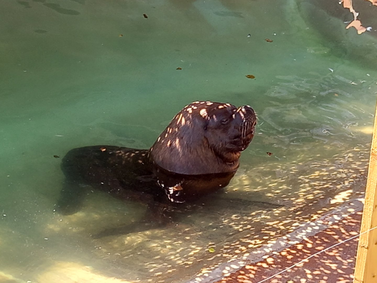 Sea Lion