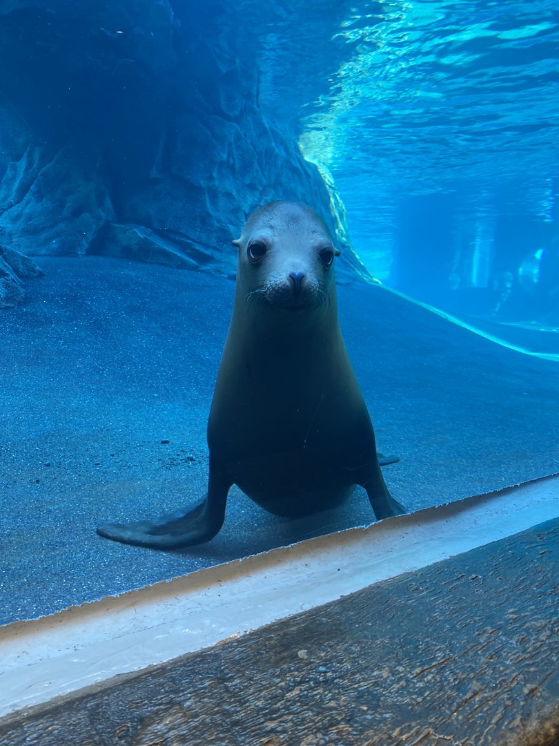 Sea Lion