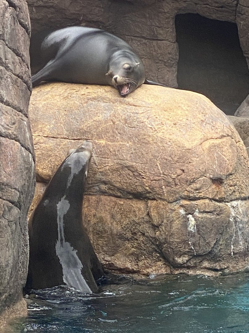 Sea lion