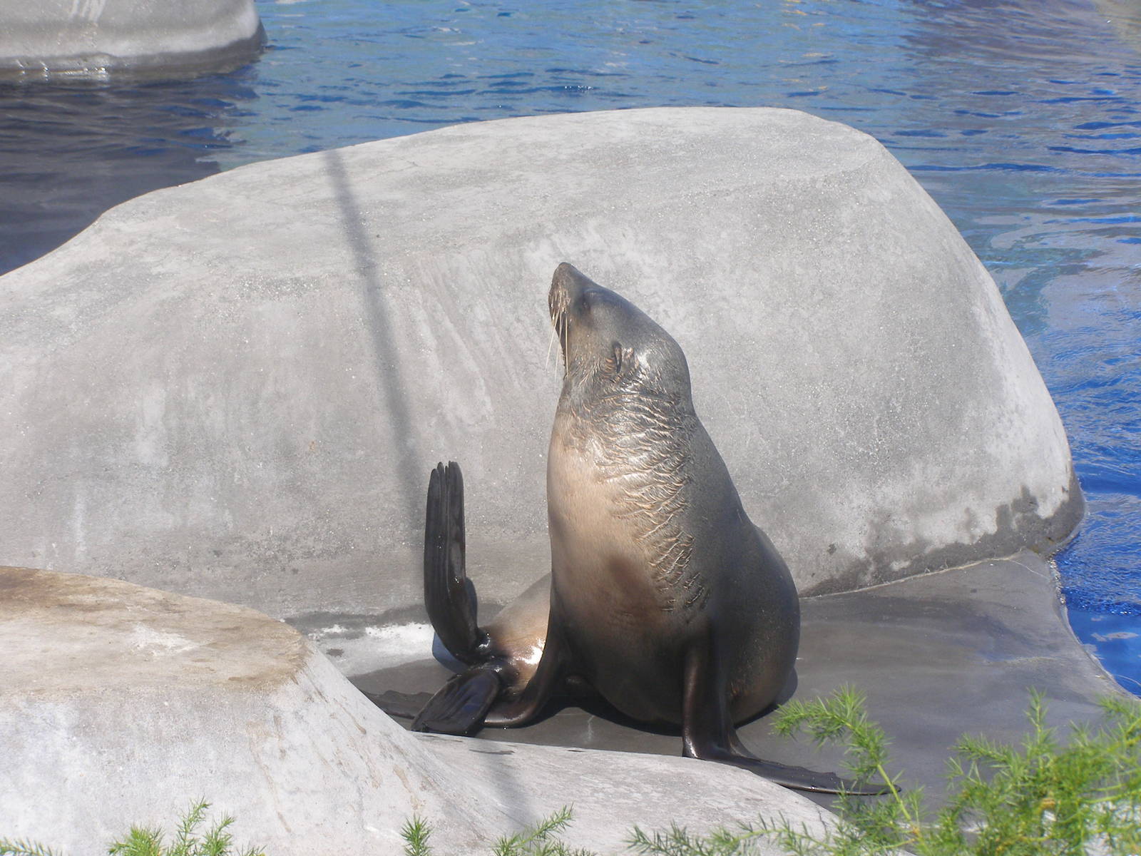 Sea Lion