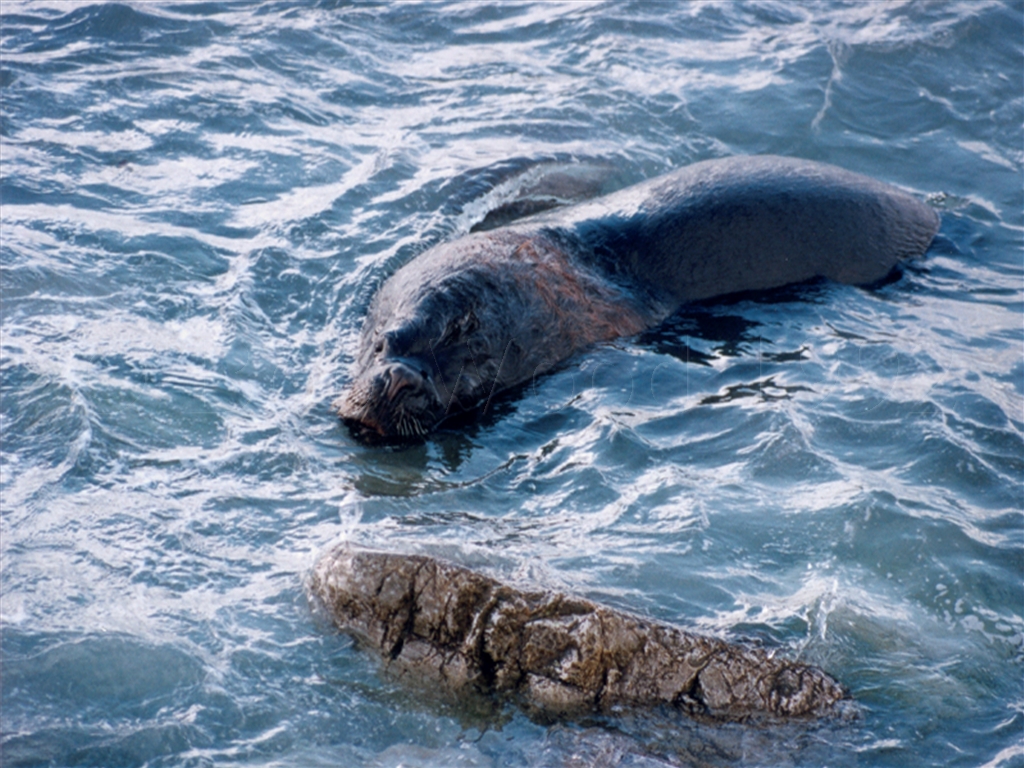 Sea Lion