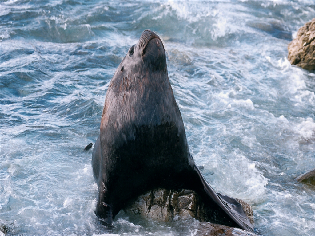 Sea Lion