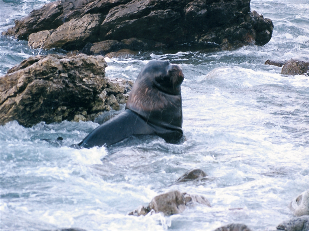 Sea Lion