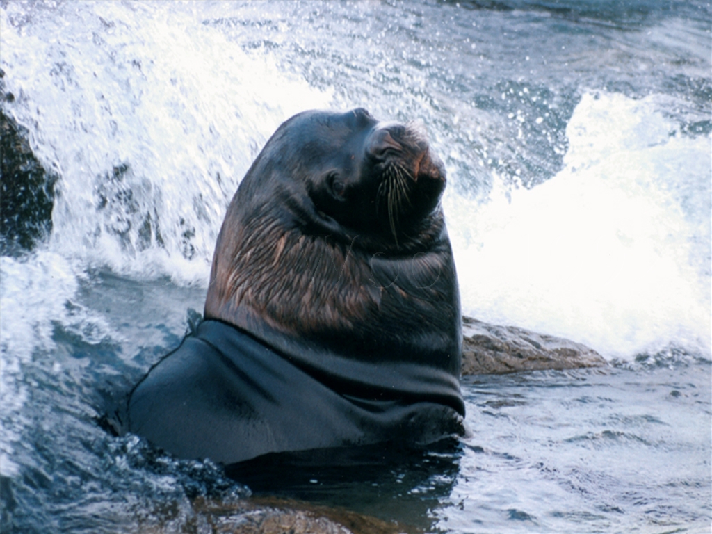 Sea Lion
