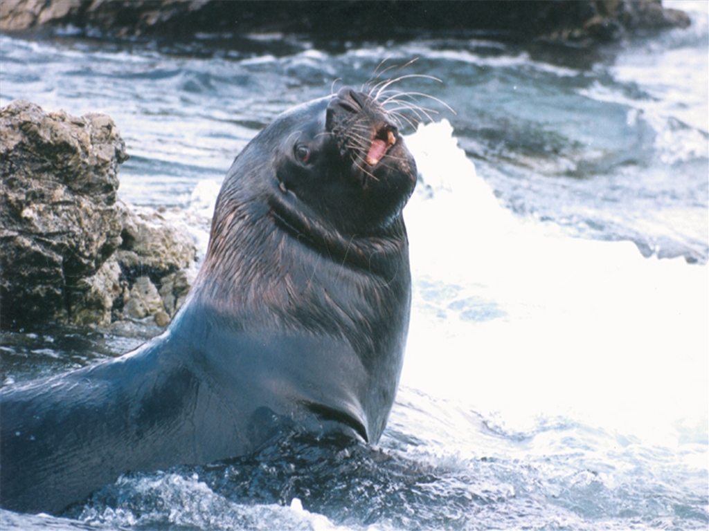 Sea Lion