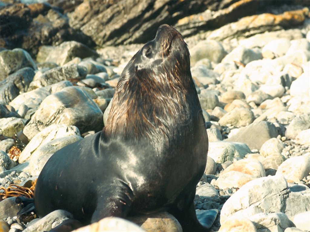 Sea Lion