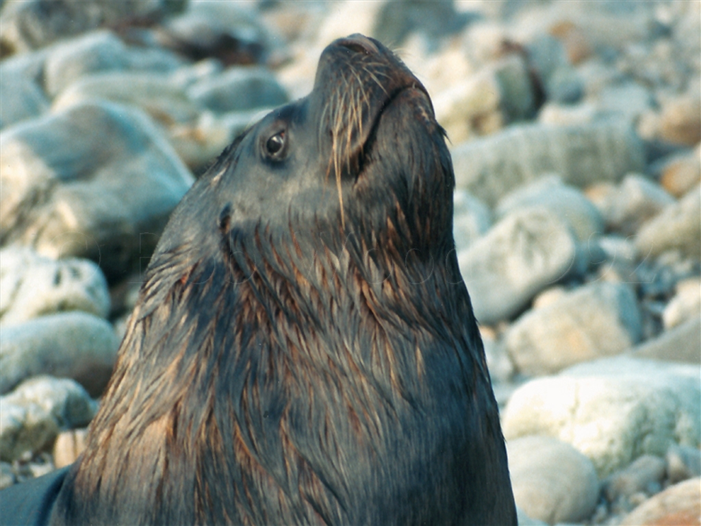 Sea Lion