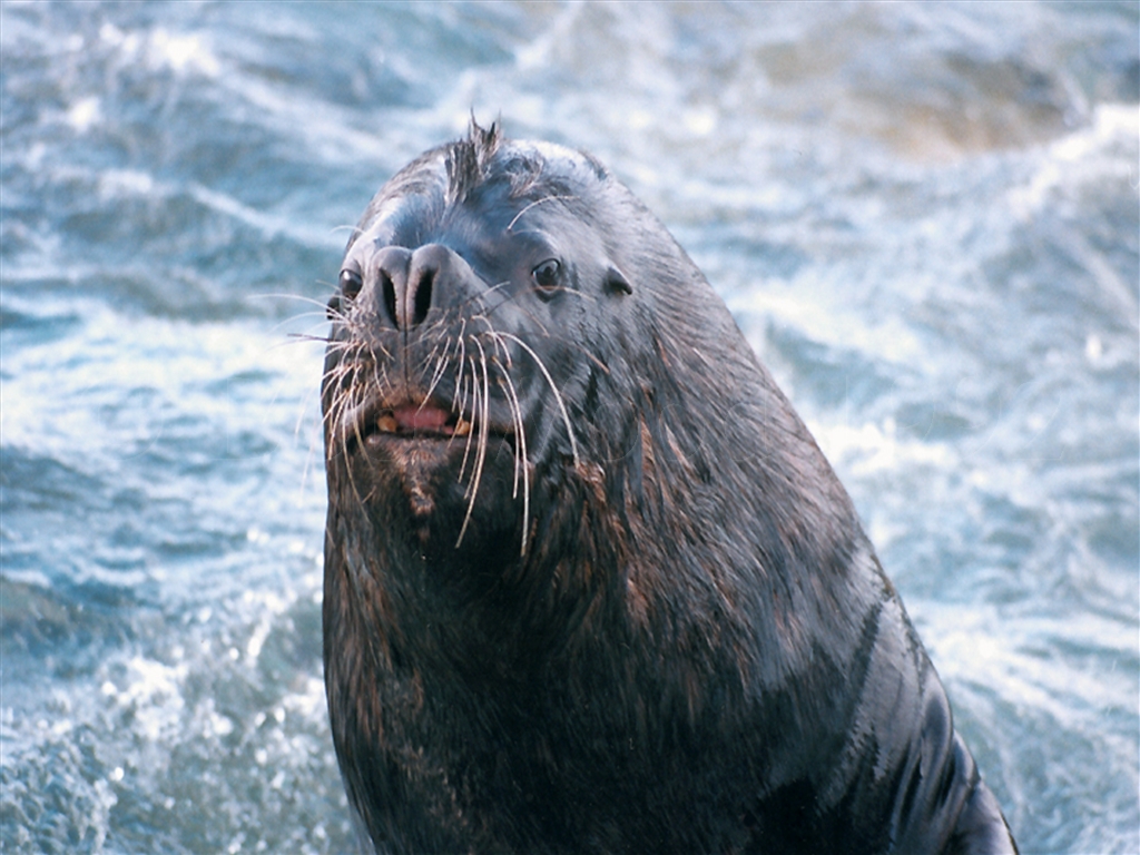 Sea Lion