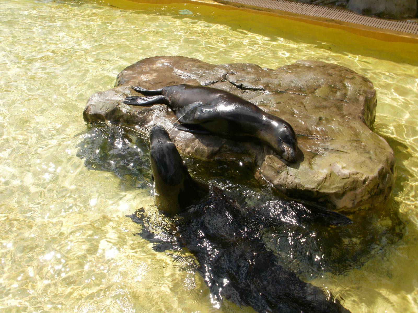 Sea Lions - 07.08.2010