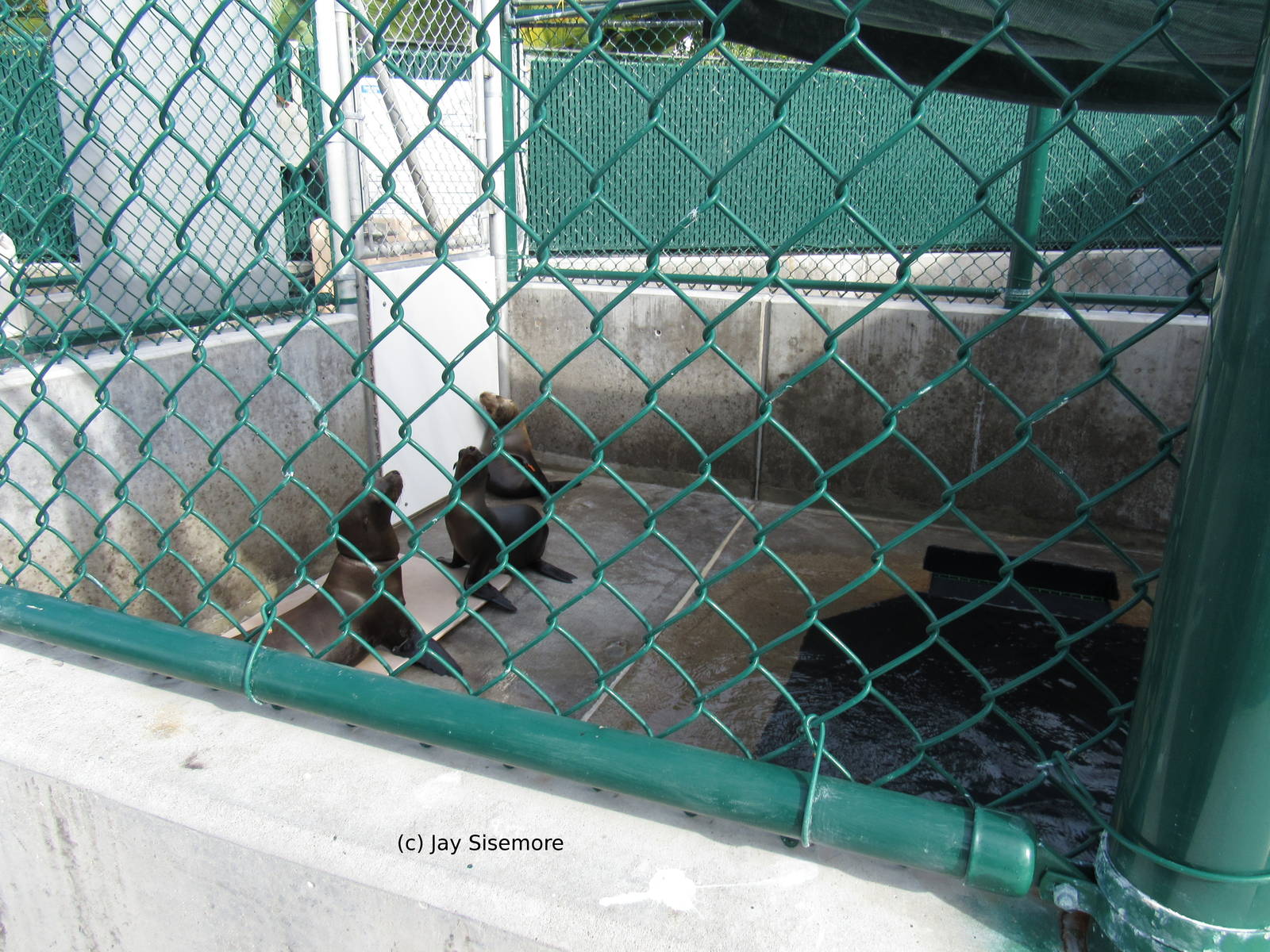 Sea Lions about to be Released