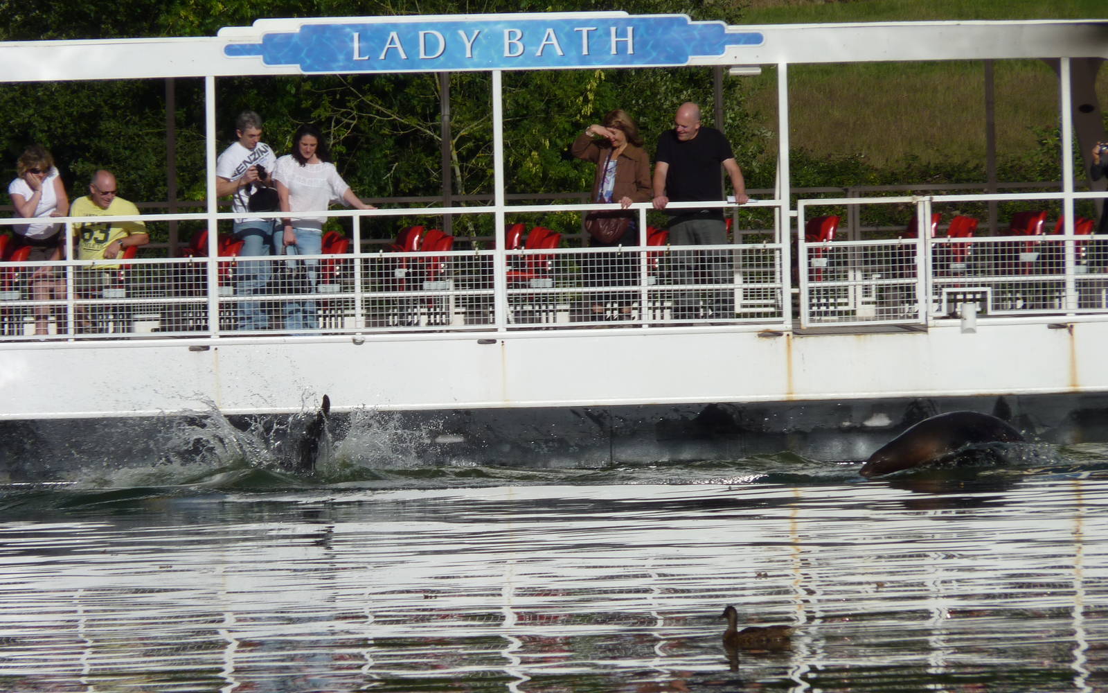 Sea Lions and the Lady Bath