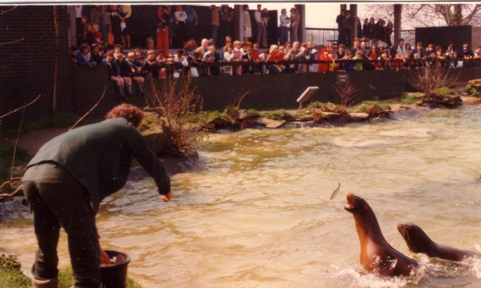 Sea lions, April 1978