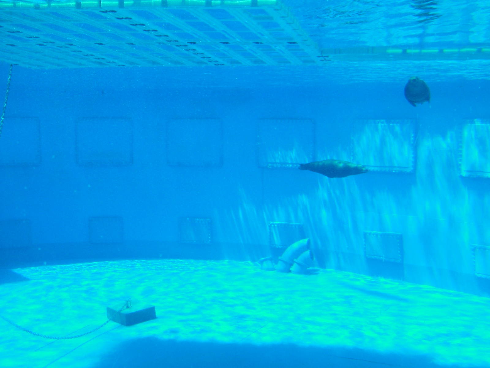 Sea Lions in Aqua-rama at Barcelona, 30/05/11