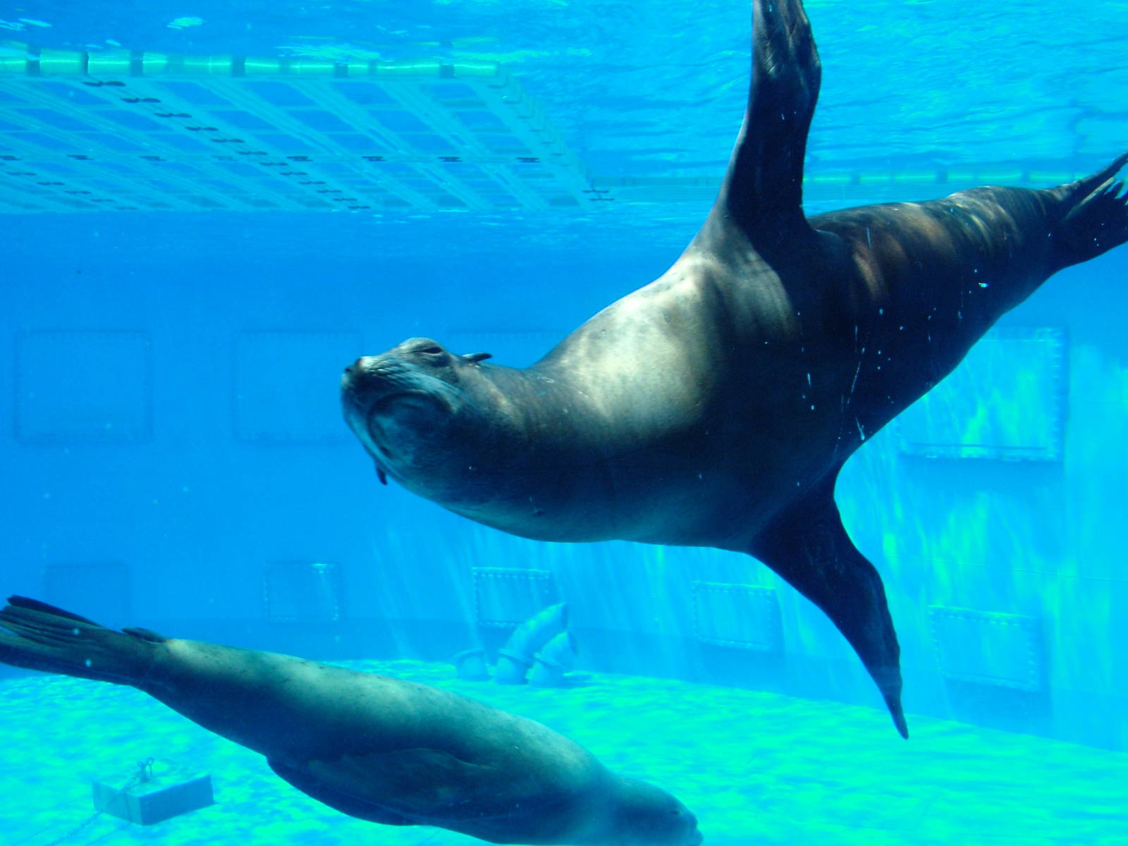 Sea Lions in Aqua-rama at Barcelona, 30/05/11