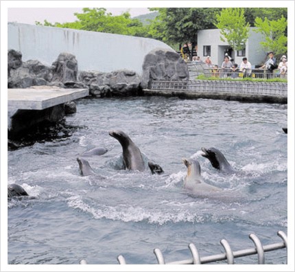Sea lions in Seoul Zoo,1990