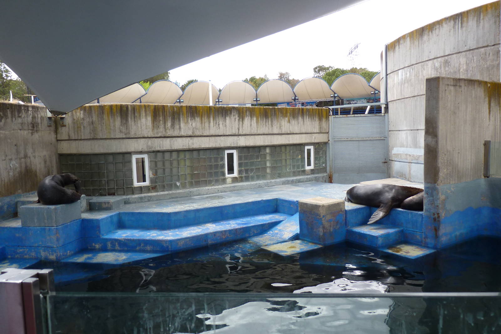 Sea Lions, June 2013