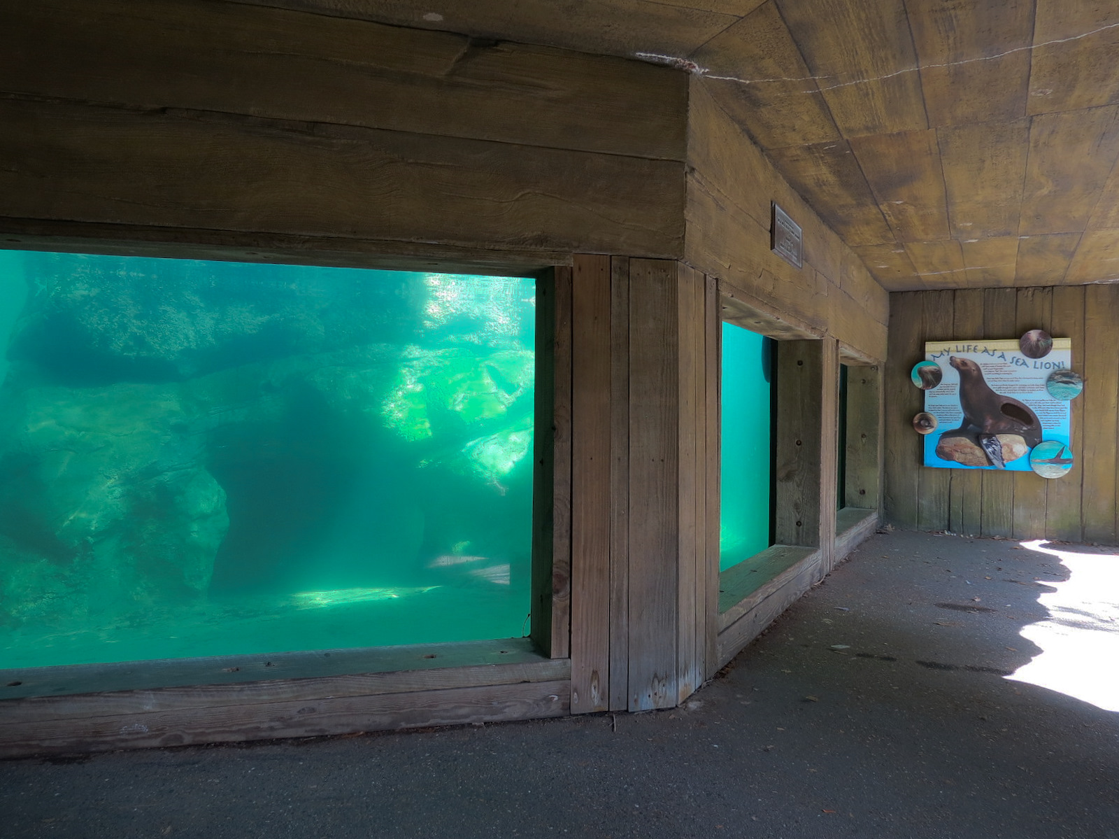 Sea Lions - Newer Pool Underwater Viewing