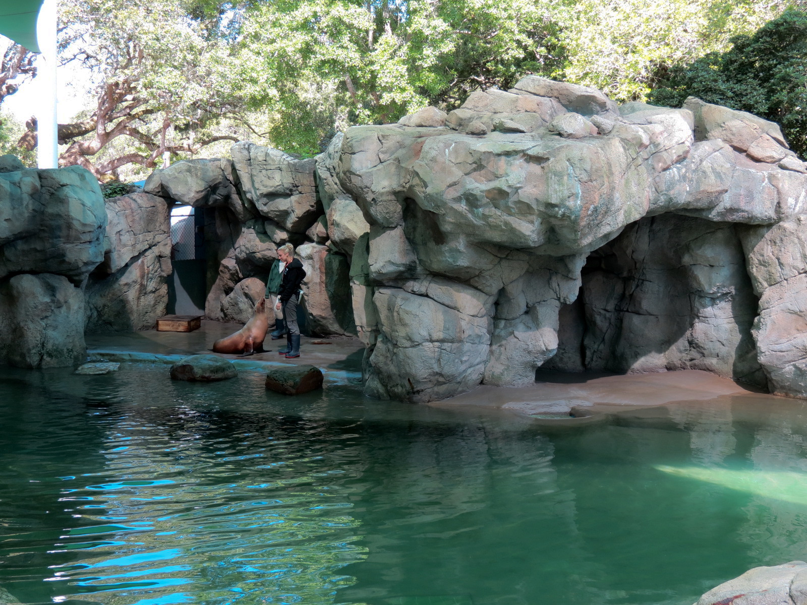 Sea Lions - Newer Pool