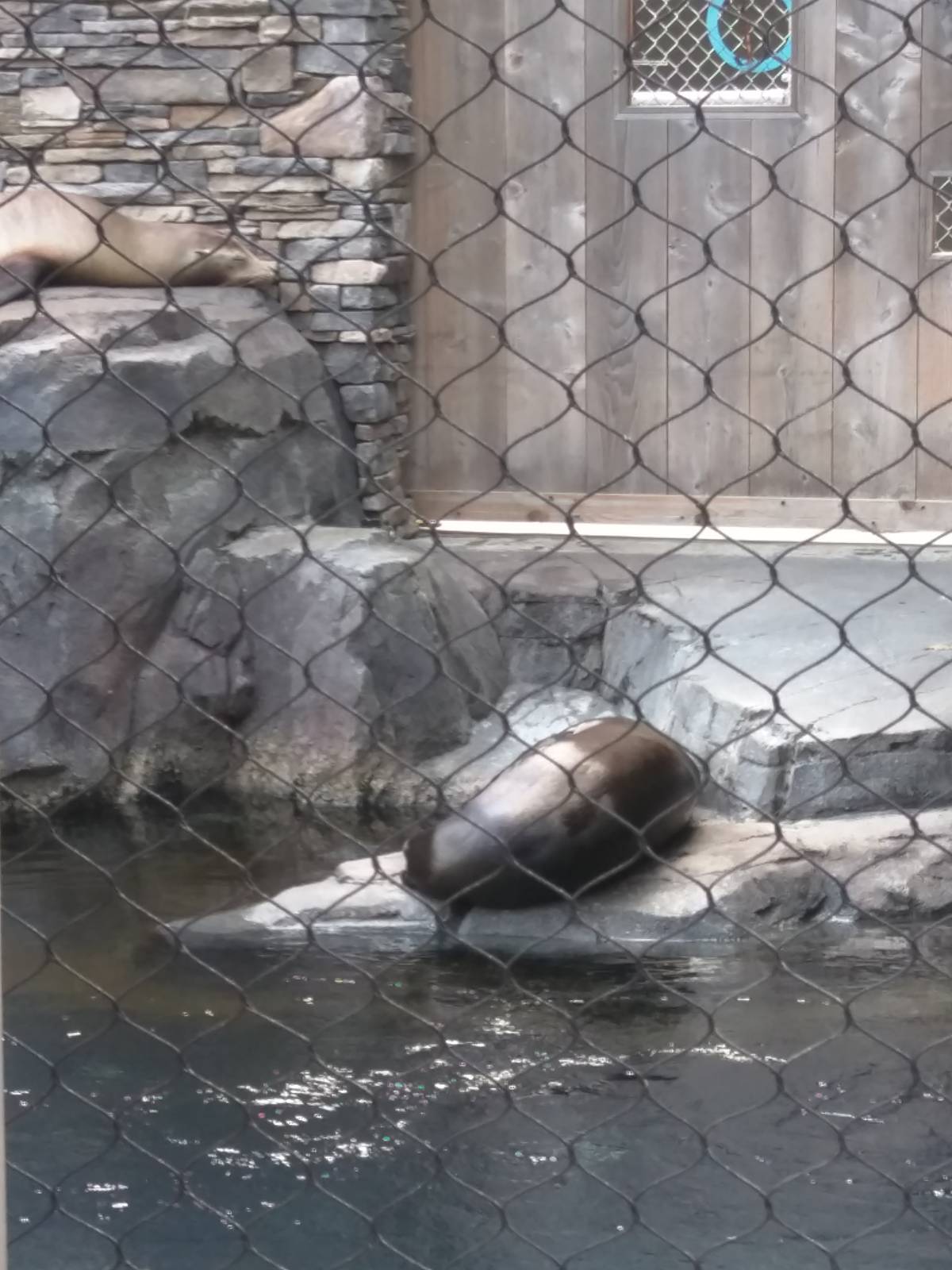 Sea Lions Sleeping