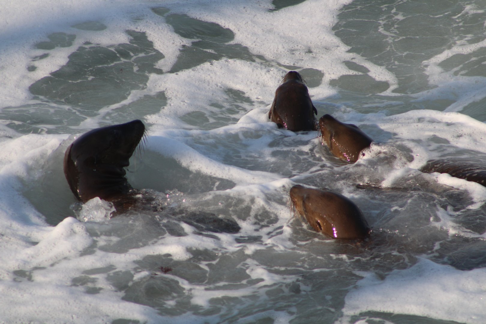 Sea Lions Through the Wake (Z. californianus)