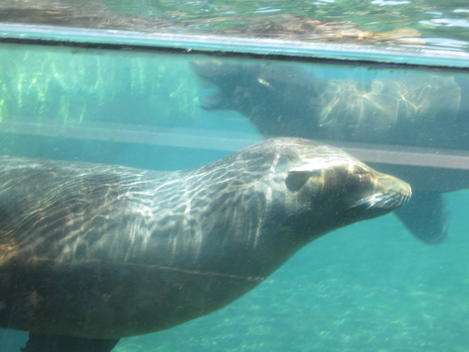 Sea Lions Underwater
