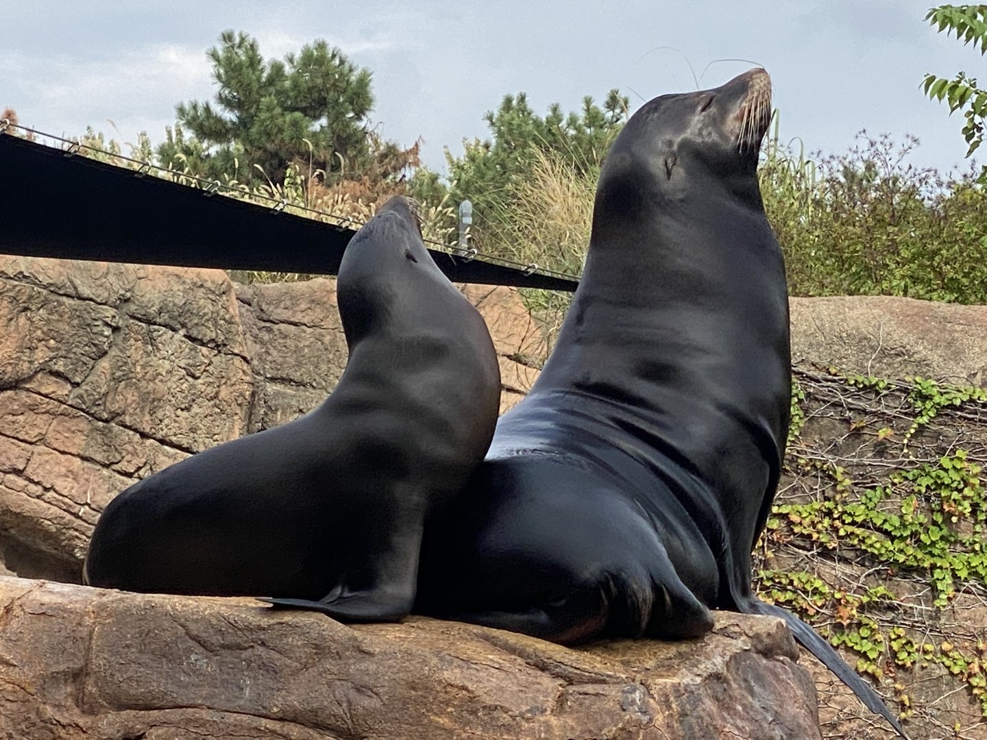 Sea lions