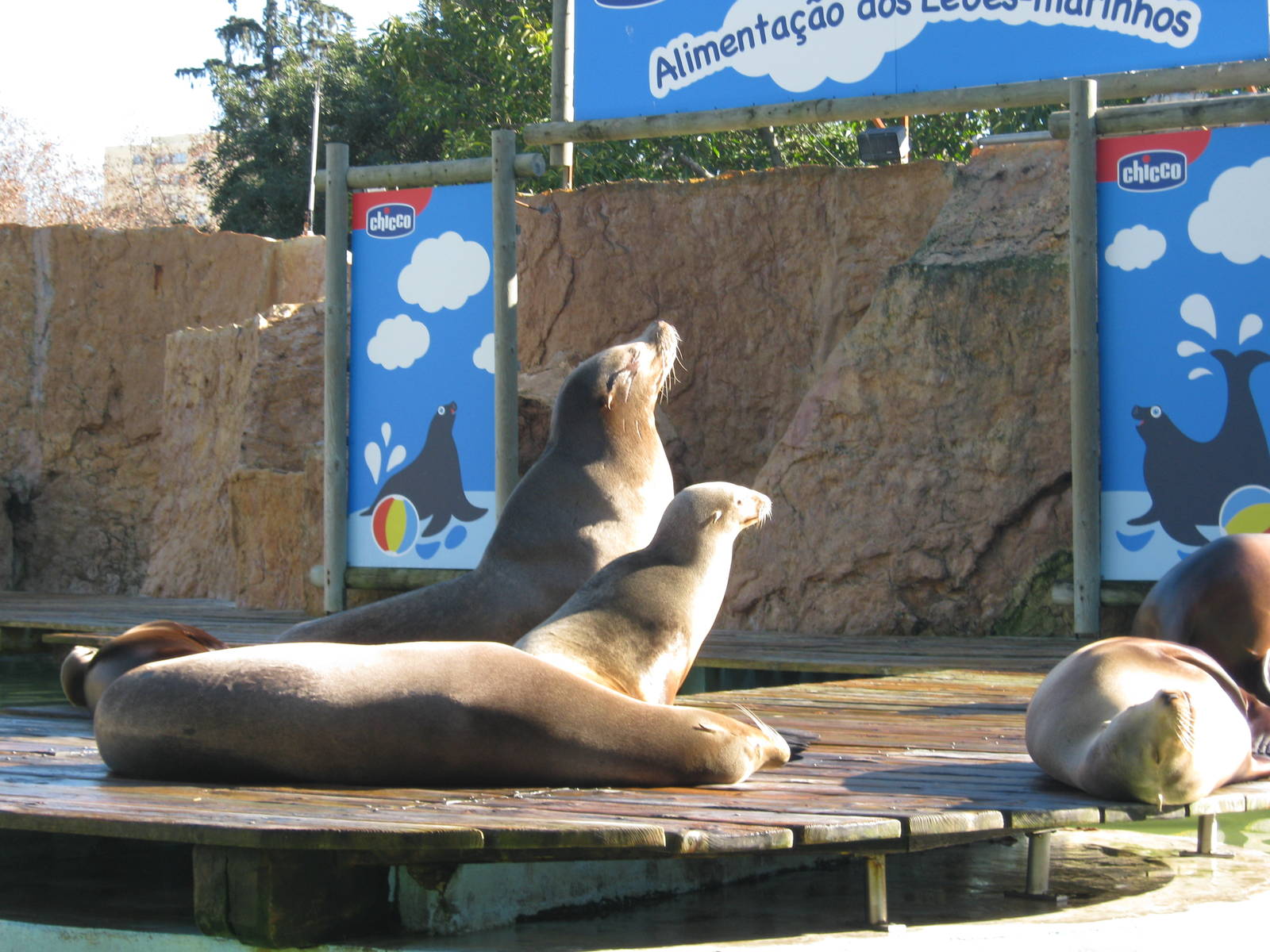 Sea Lions