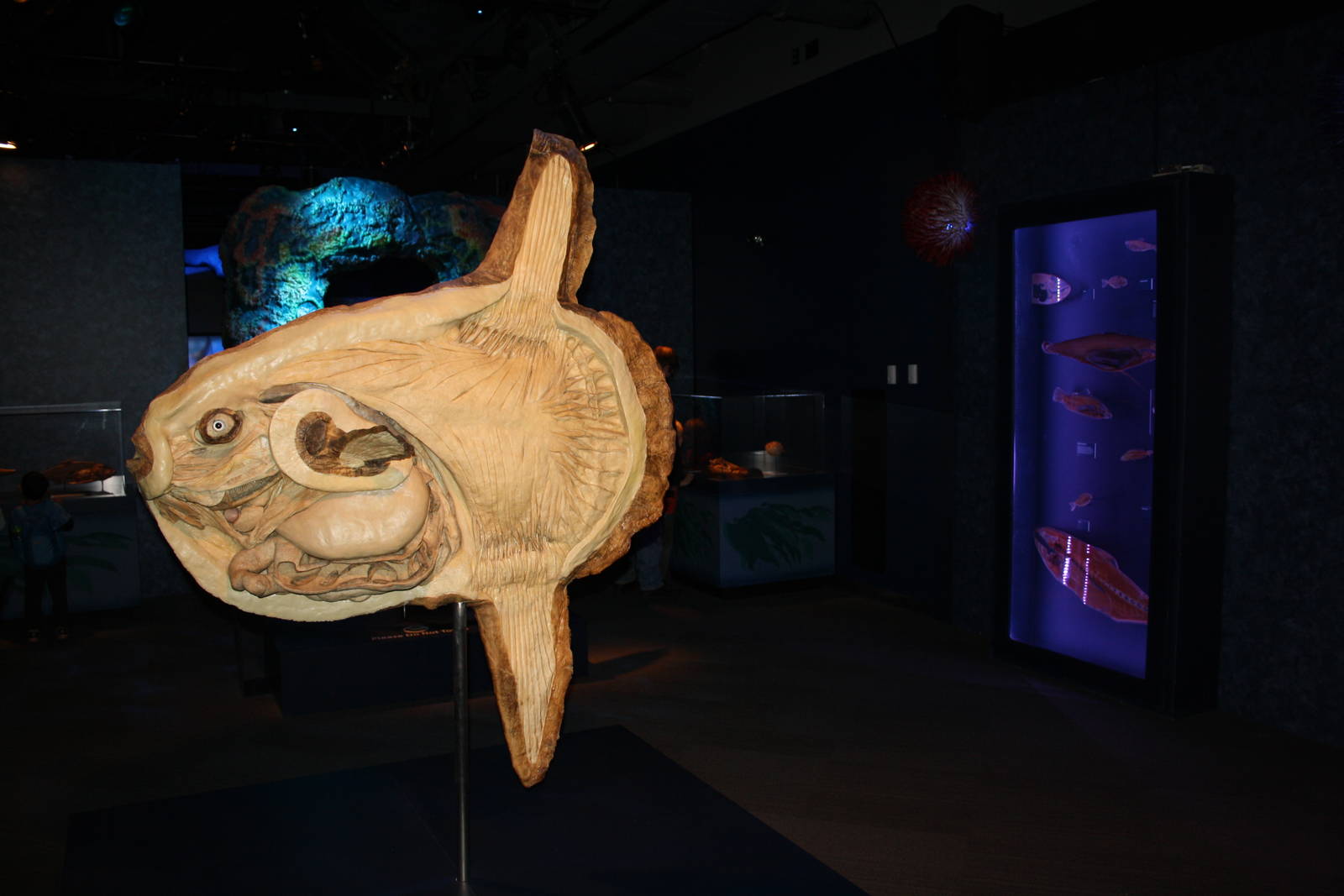 Sea Monsters Revealed - Temporary Gallery