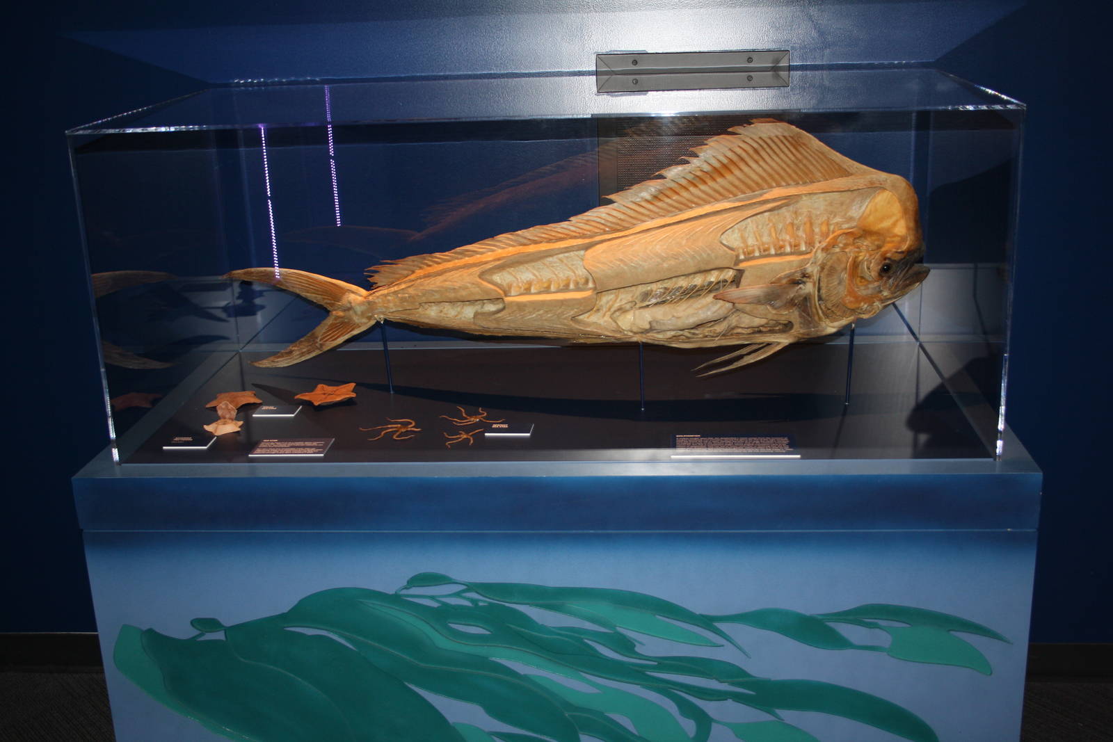 Sea Monsters Revealed - Temporary Gallery