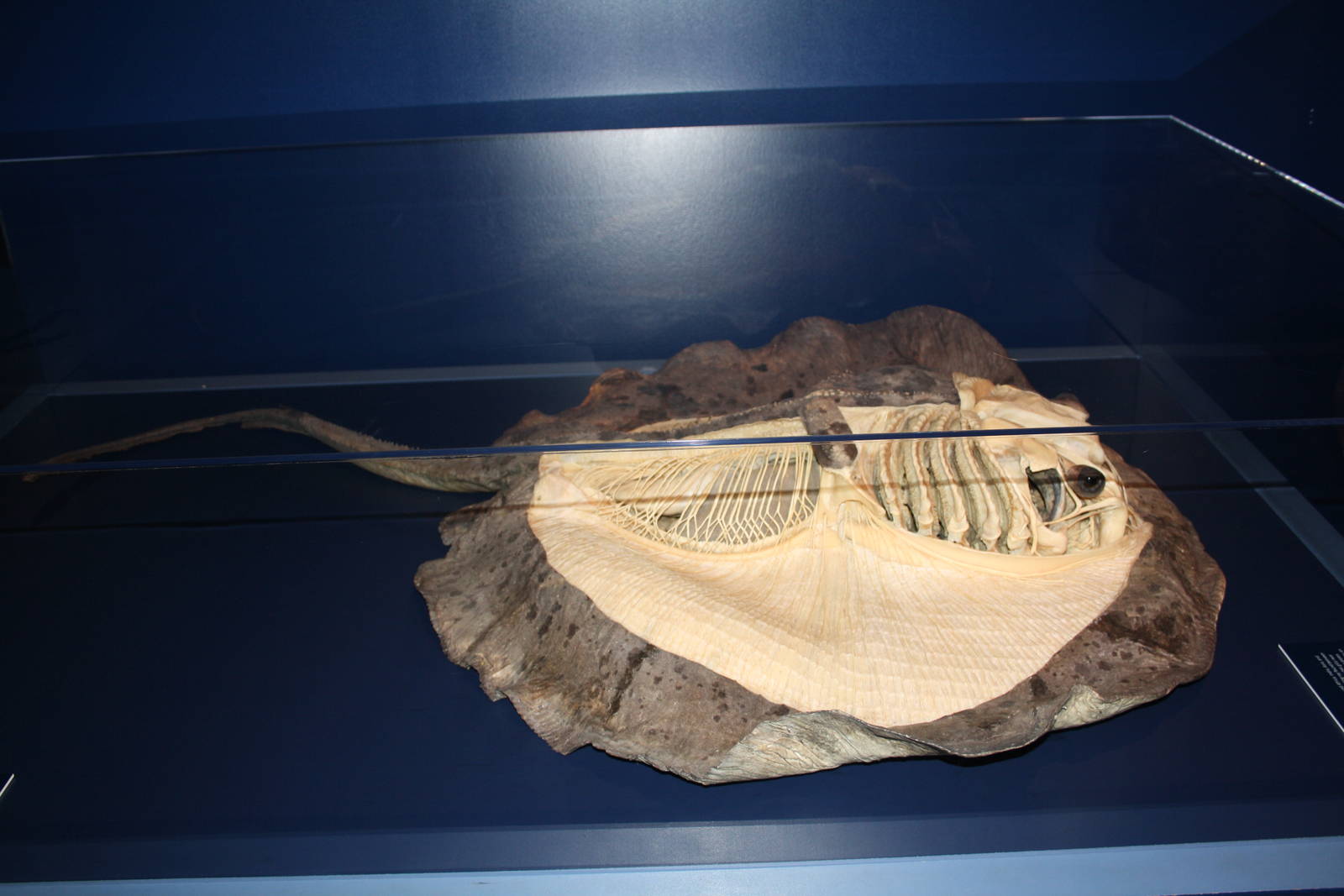 Sea Monsters Revealed - Temporary Gallery