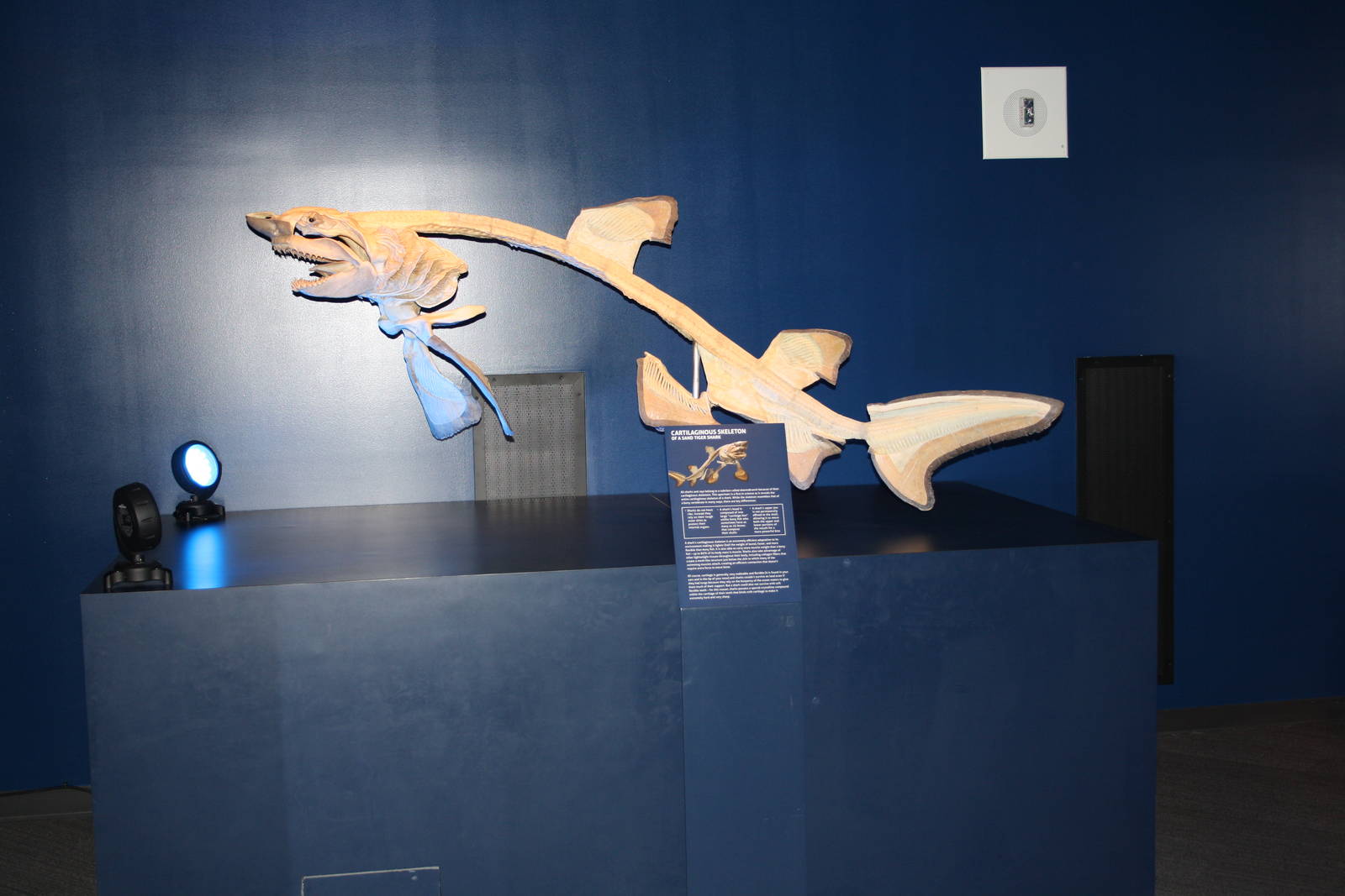 Sea Monsters Revealed - Temporary Gallery