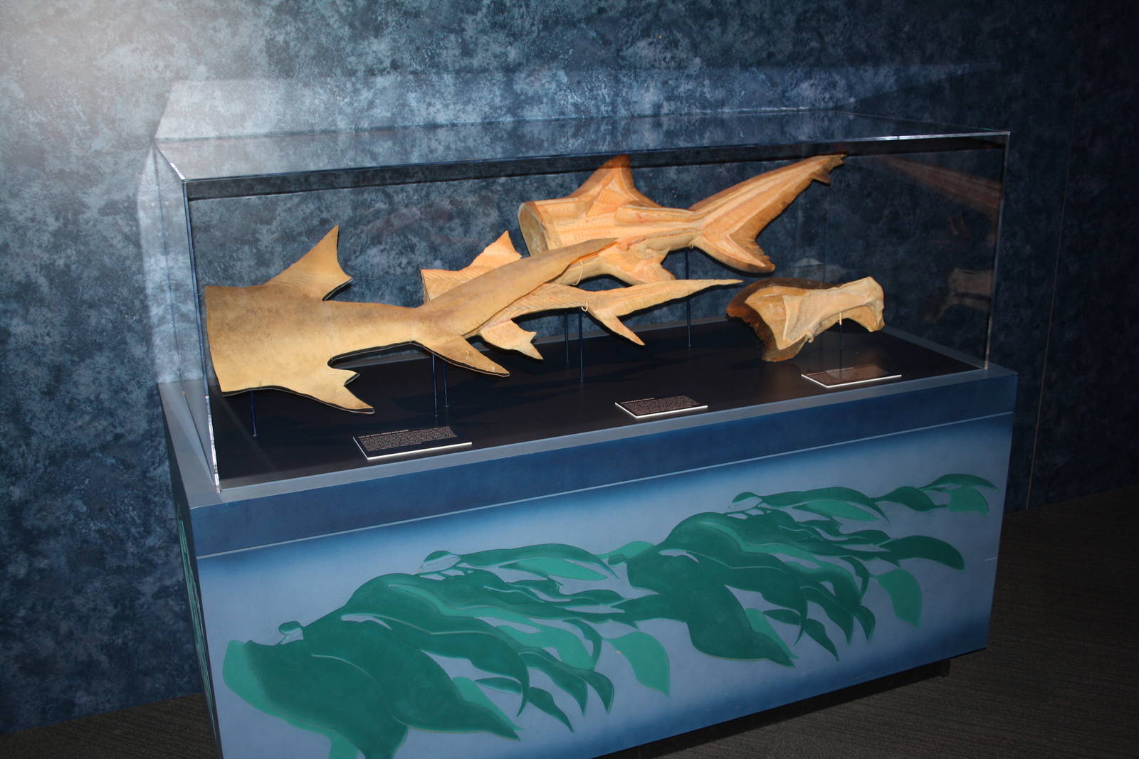 Sea Monsters Revealed - Temporary Gallery