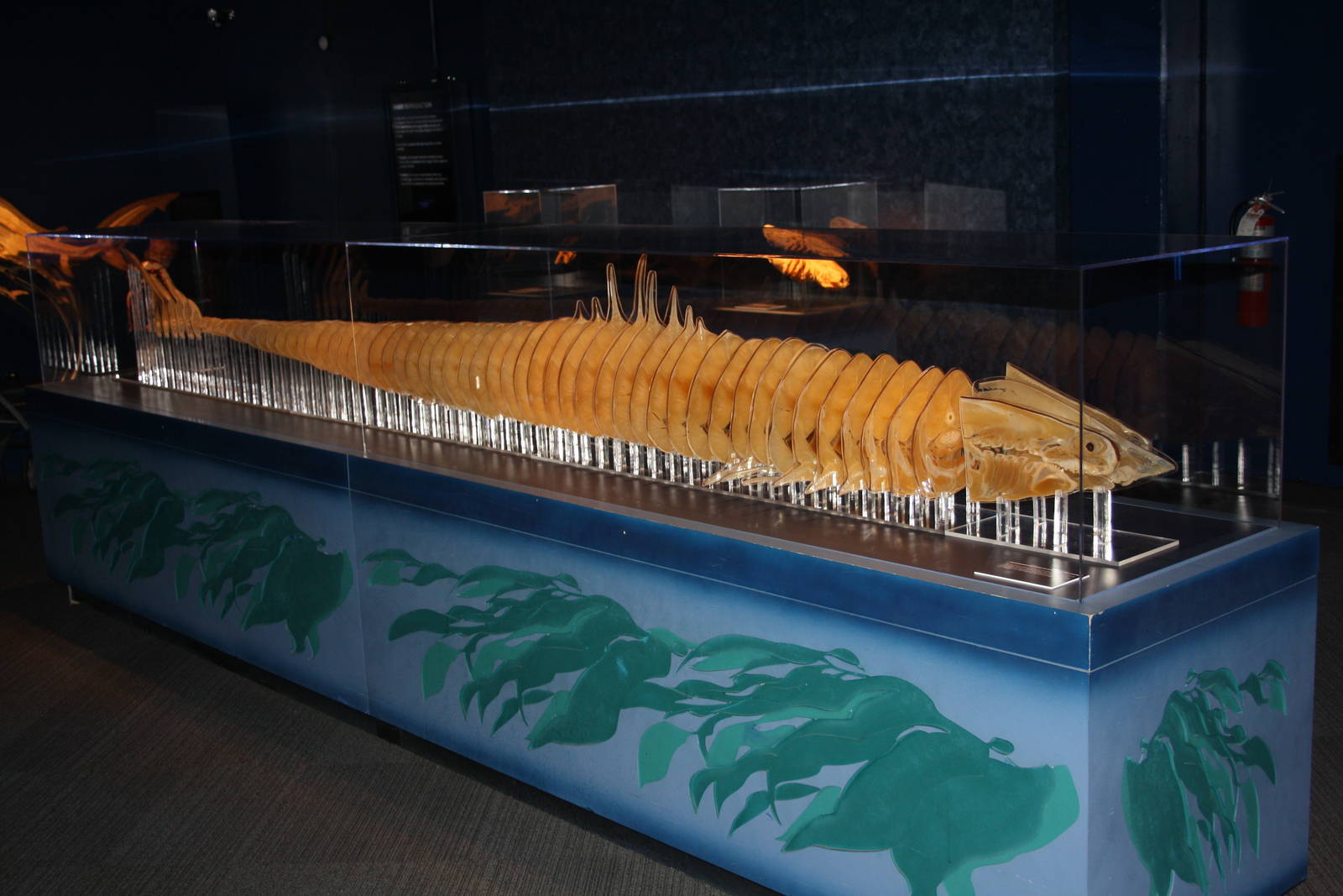 Sea Monsters Revealed - Temporary Gallery