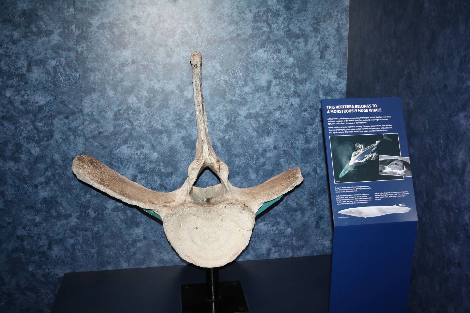 Sea Monsters Revealed - Temporary Gallery