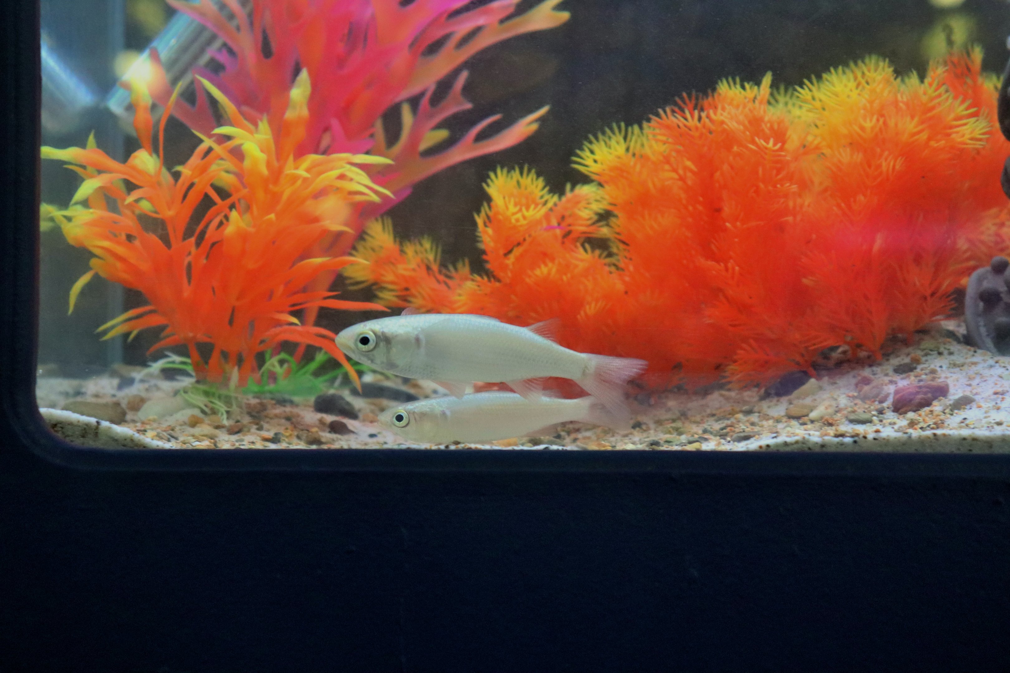 Sea Mullet (Mugil cephalus)