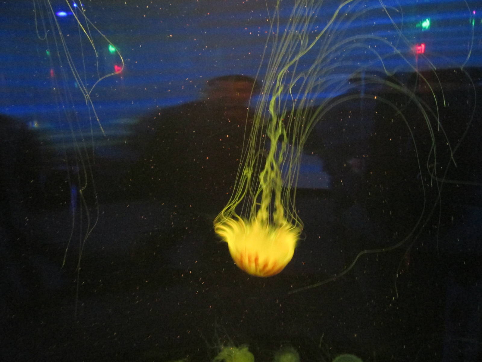 sea nettle acuario inbursa