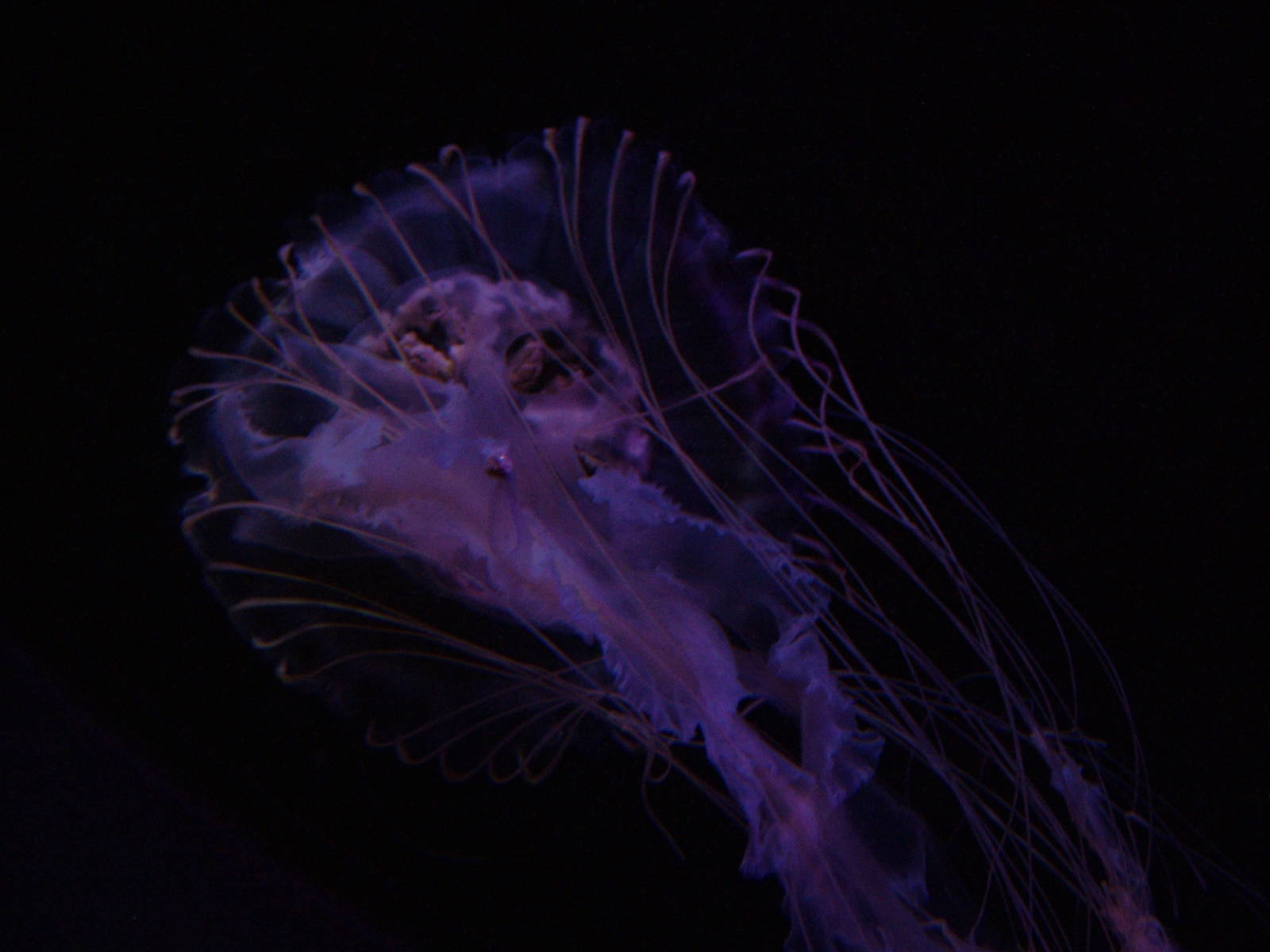 Sea Nettle at SeaLife Berlin, 05/09/11