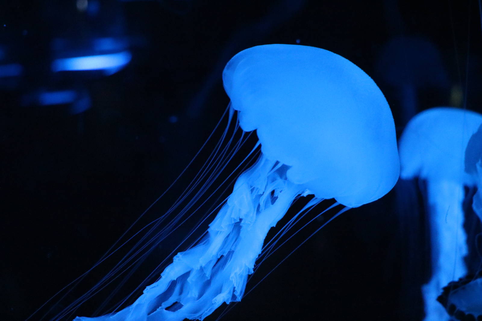 Sea nettle? - EPSON Aqua Park, February 2016