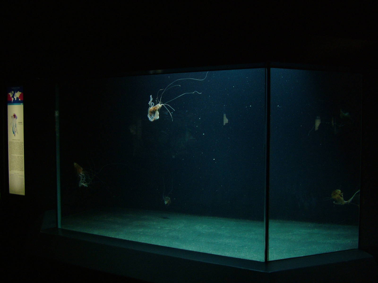 Sea Nettle Exhibit at Berlin Zoo Aquarium, 31/08/11