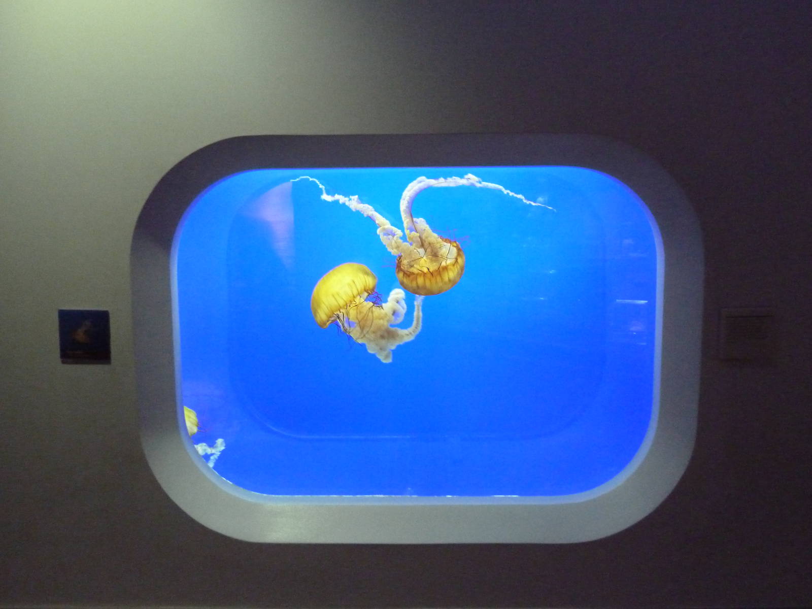 Sea Nettle Exhibit