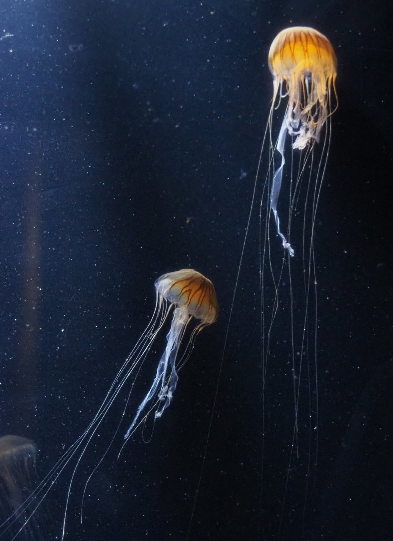 Sea nettle jellyfish (Chrysaora species), 2020-09-03