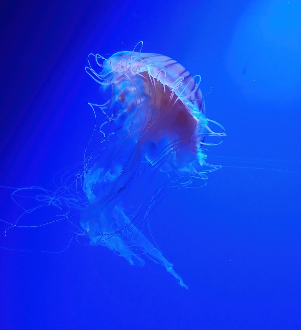 Sea-nettle jellyfish (Chrysaora species), 2023-10-13