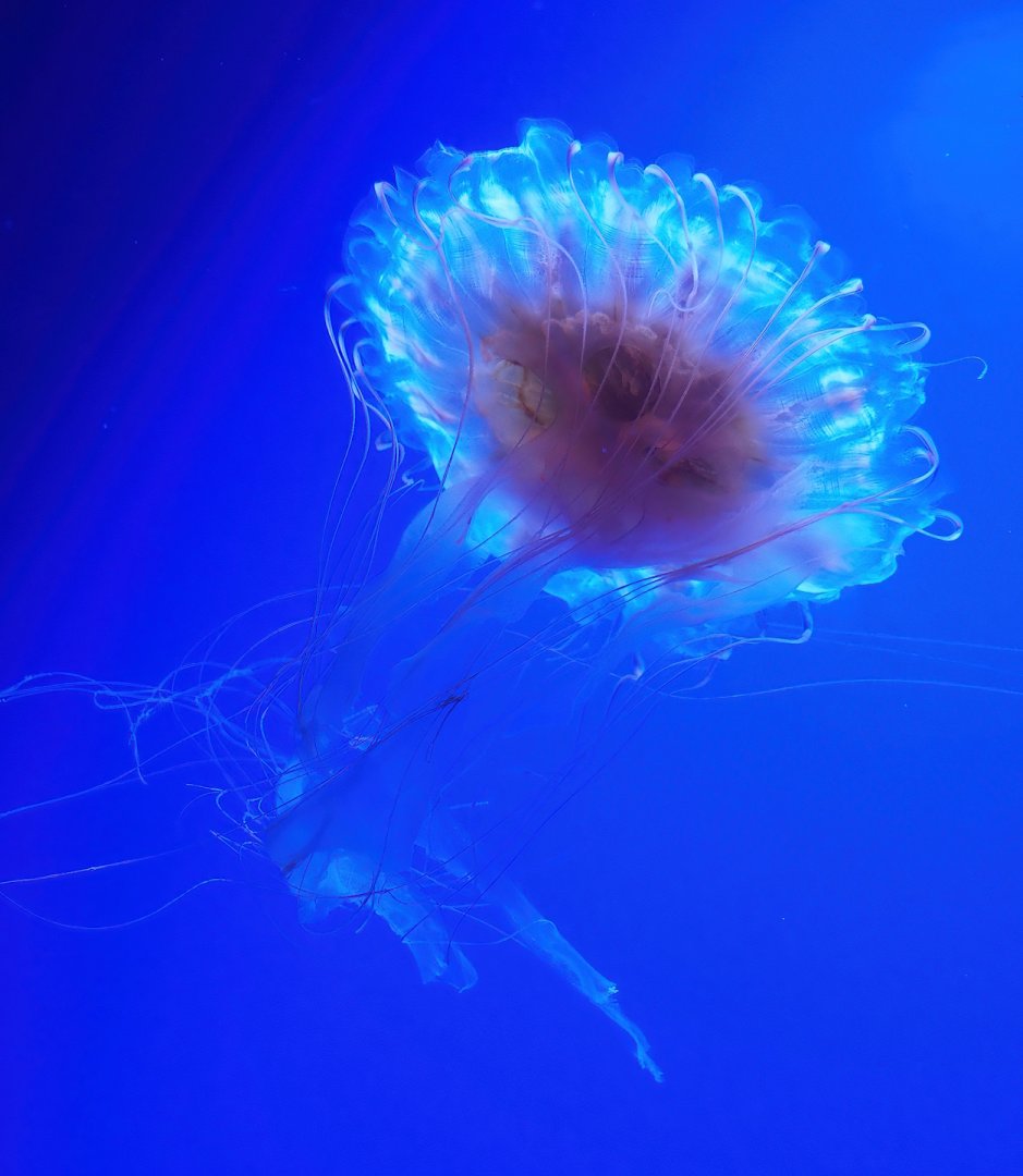 Sea-nettle jellyfish (Chrysaora species), 2023-10-13