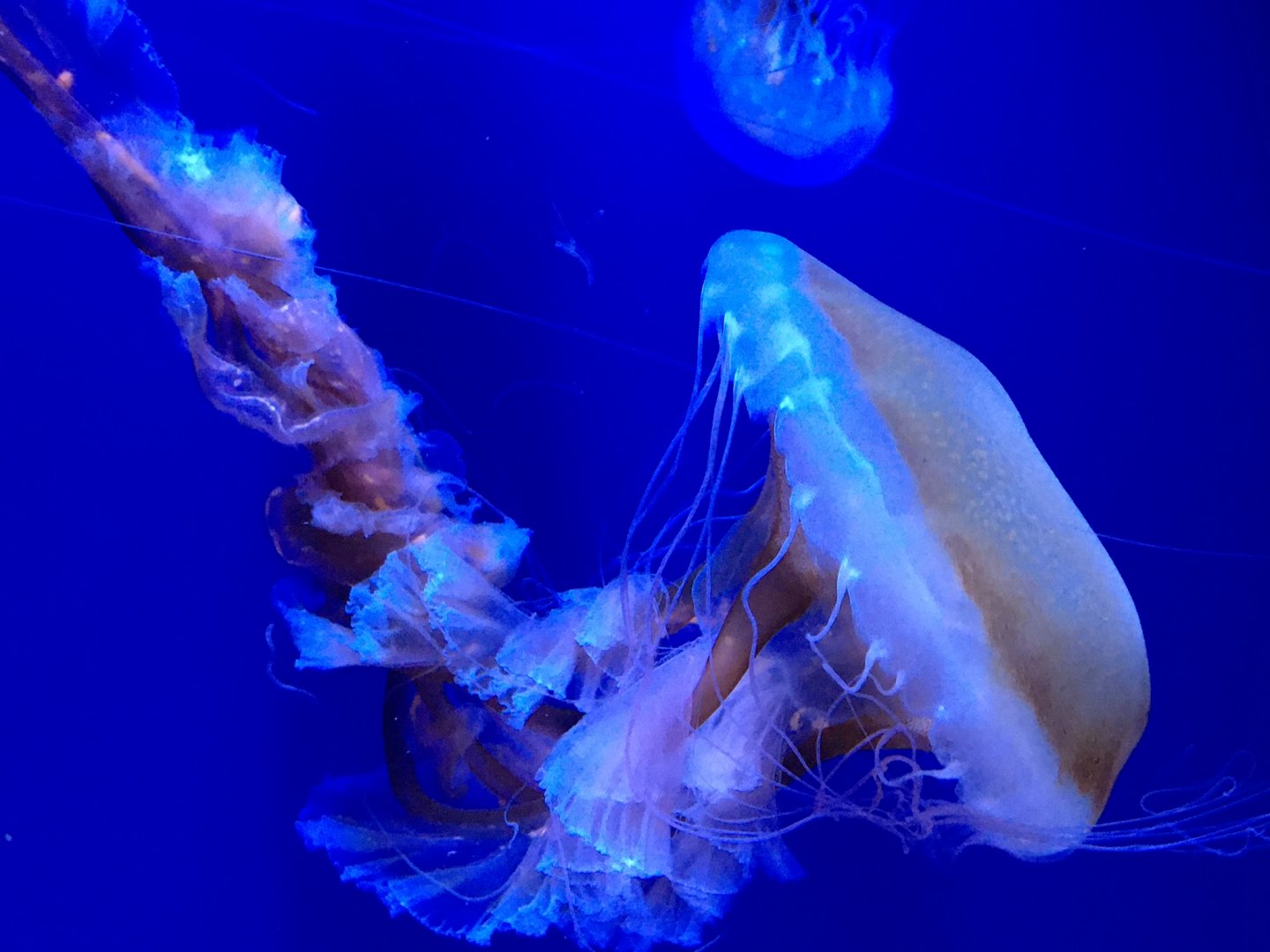 Sea Nettle sp.